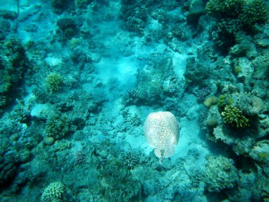 red Sea, Balık batoidea ve mercan sualtı