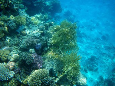 ikilemi yangın staghorn mercan ve ocellate corall. red Sea sualtı