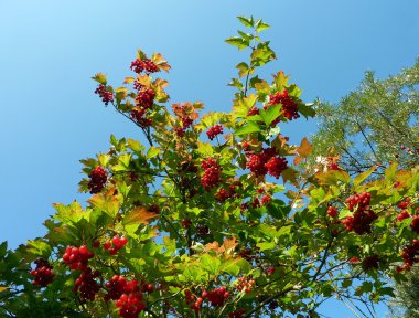 guelder gül, kartopu, çilek