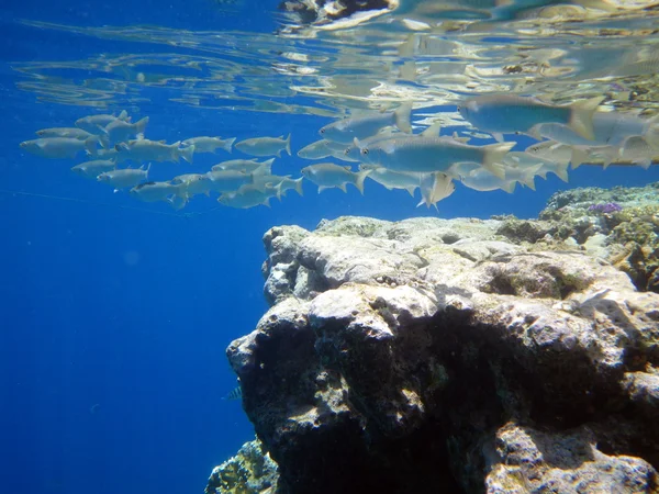 Nel mare rosso, sott'acqua, pesce — Foto Stock