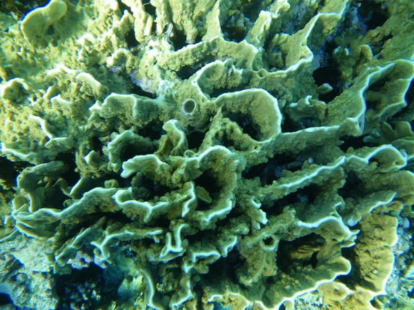 Corallo nel mare rosso — Foto Stock