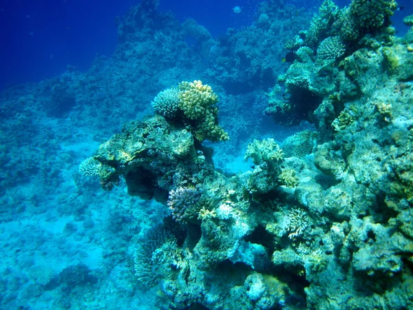 Red Sea mercanlar — Stok fotoğraf