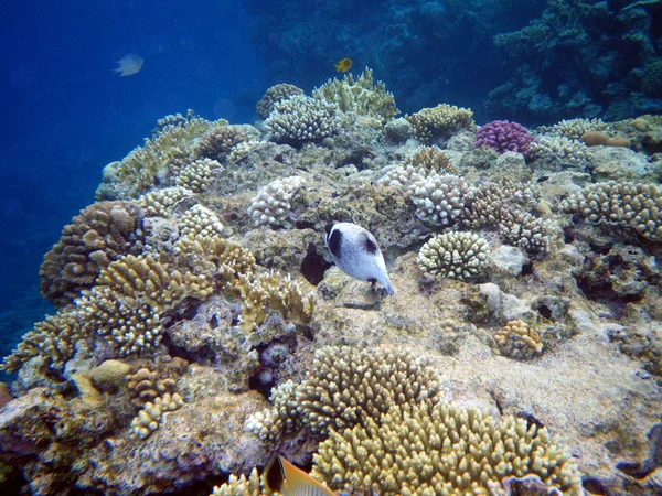 在红海边，珊瑚鱼黑发现河豚 — 图库照片