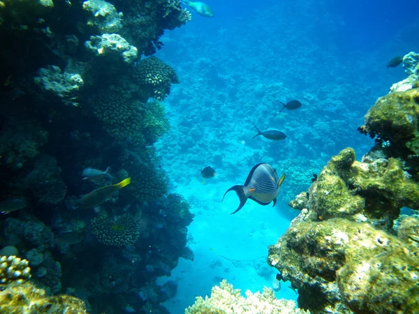 サンゴと赤い海、水中の魚 — ストック写真