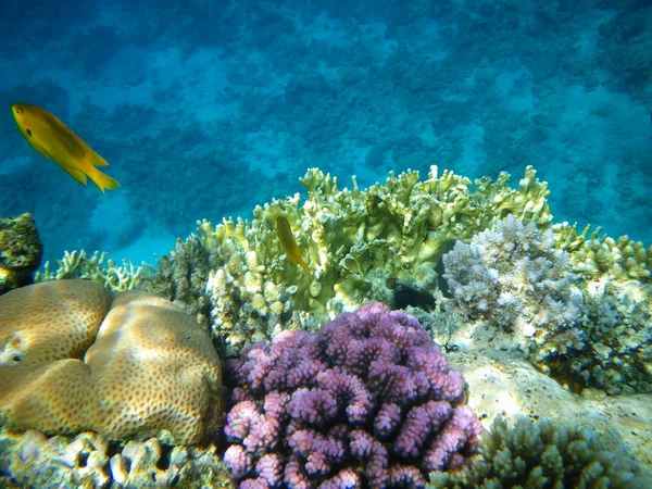 サンゴと赤い海、水中の魚 — ストック写真