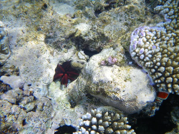 Kayrak-kalem deniz kestanesi kızıl denizi — Stok fotoğraf