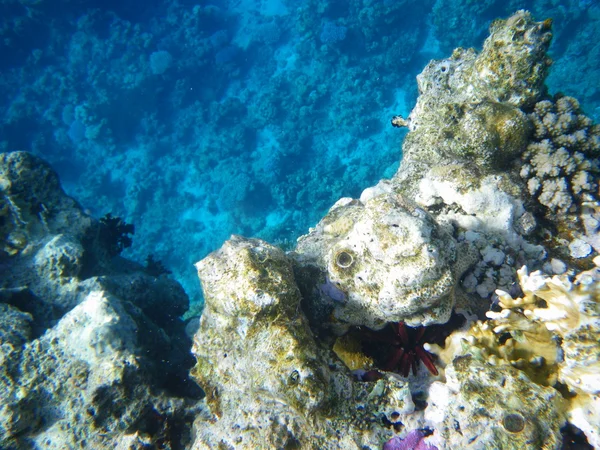 Nel Mar Rosso, in visone nasconde ardesia-matita riccio di mare . — Foto Stock