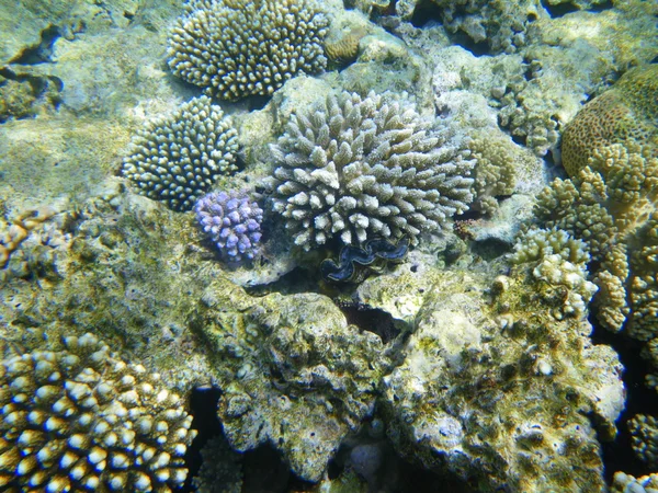Rugose jätte mussla (Tridacna) och Verrucose birdnest korallrev i Röda havet — Stockfoto