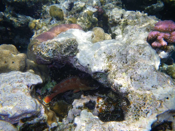 水中の魚やサンゴ海の赤 — ストック写真