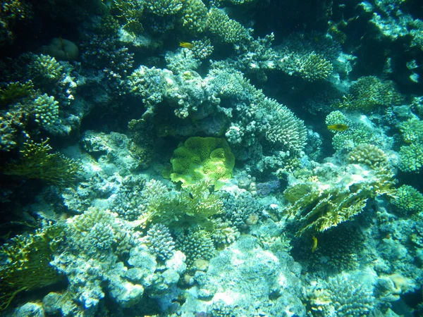 홍 해, 수 중, 산호에 — 스톡 사진