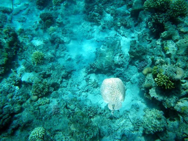 紅海サンゴと魚エイの水中 — ストック写真