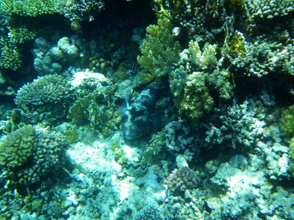 Tankfish și corali în Marea Roșie, sub apă — Fotografie, imagine de stoc