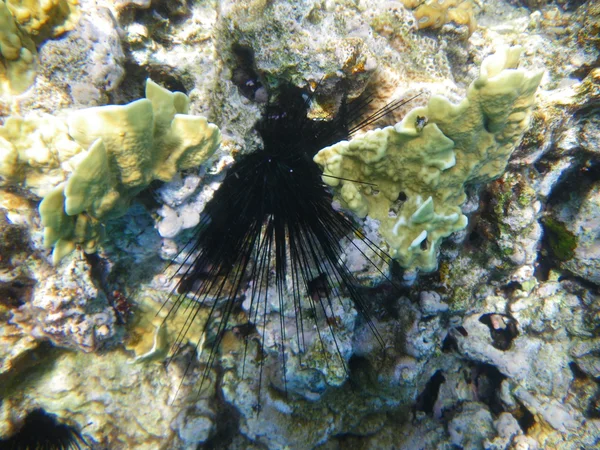 Gemeenschappelijke lange-stekels zee-egels en en sarcophyton sp koralen in de rode zee — Stockfoto