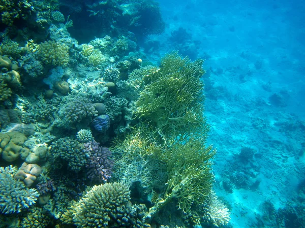 Corallo antincendio dicotomico e corallo stagno di ocellato. Sott'acqua nel Mar Rosso — Foto Stock
