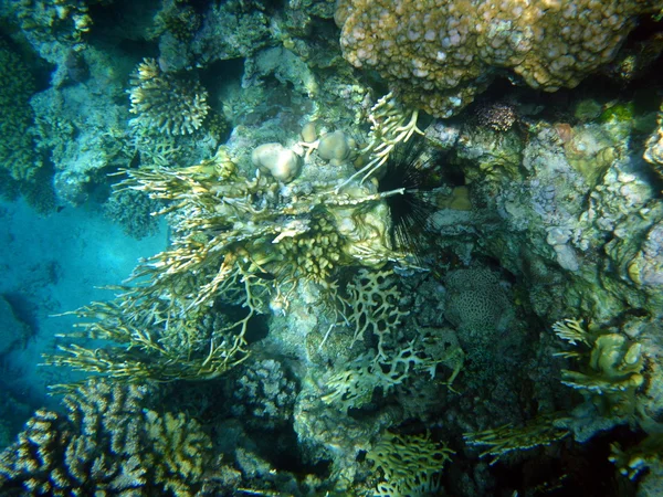 Espinas largas comunes erizo de mar y corales. Bajo el agua en el Mar Rojo —  Fotos de Stock