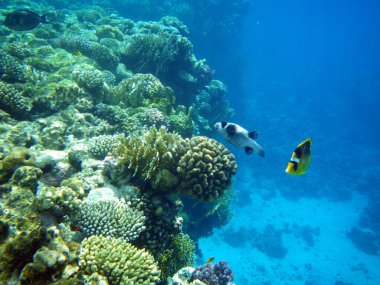 arothfon diadematus ve diagonal butterflyfish kızıl denizi