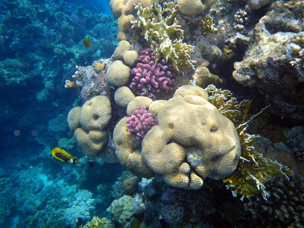 Koraller i Röda havet. — Stockfoto
