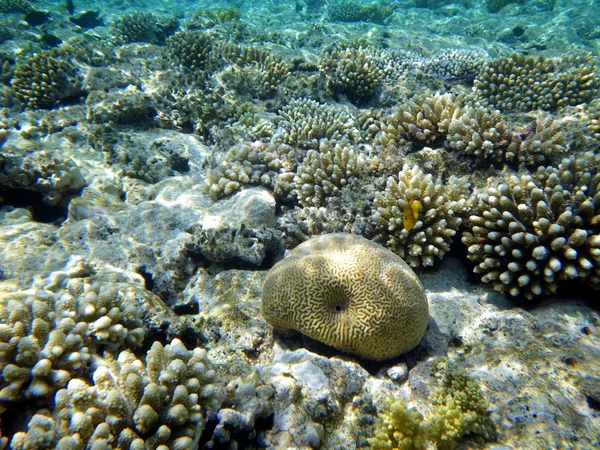 Koraller i Röda havet. — Stockfoto