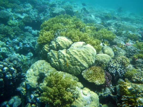 Coralli nel Mar Rosso . — Foto Stock