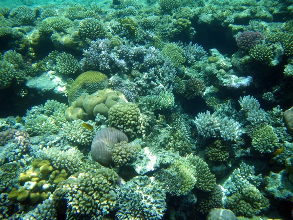 Coralli nel Mar Rosso — Foto Stock