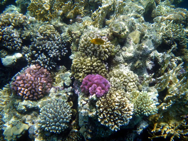 Koraller i Röda havet — Stockfoto
