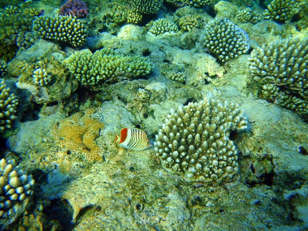 Pesce farfalla corona nel Mar Rosso . — Foto Stock