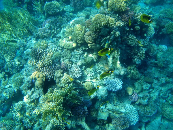 Kızıl Denizi çapraz butterflyfish - Stok İmaj