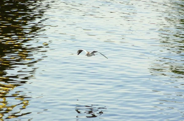 stock image Seagull over the river