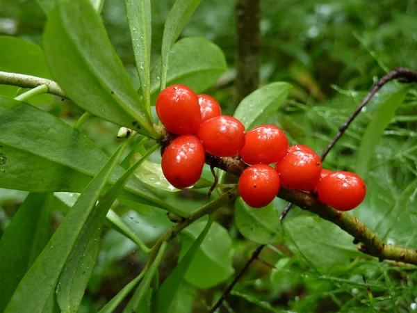 Wild berries (red on green), macro — Stock Photo, Image
