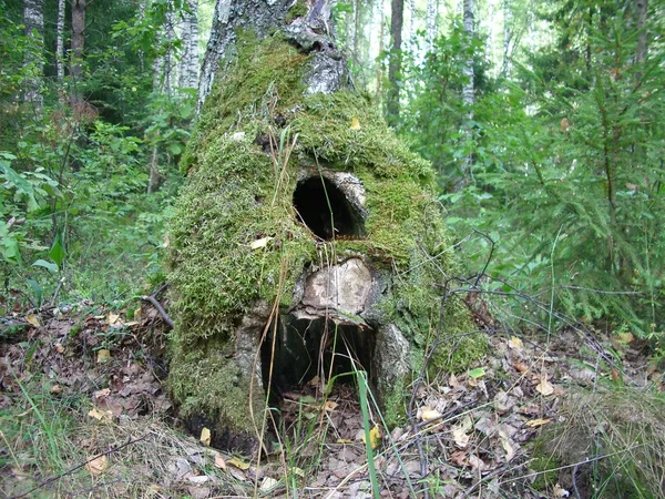 "집", 나무 줄기의 기지에서 빈 숲 스톡 이미지