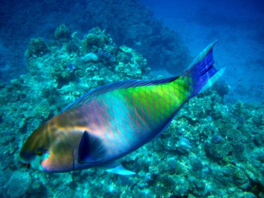 paslı parrotfish Kızıl denizin içinde. sualtı fotoğraf