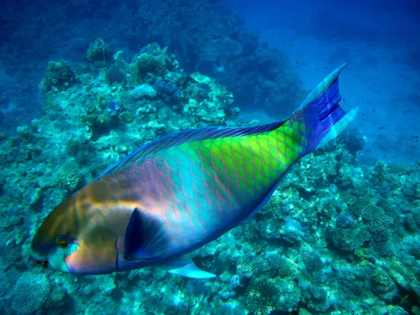 Paslı parrotfish Kızıl denizin içinde. sualtı fotoğraf - Stok İmaj