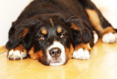 Gorgeous bernese puppy clipart