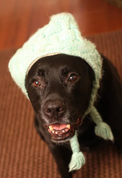 Собака в капелюсі — стокове фото