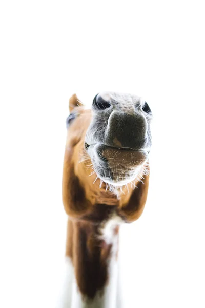 Horse from below — Stock Photo, Image