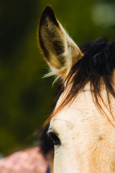 Koňské hlavy Stock Snímky
