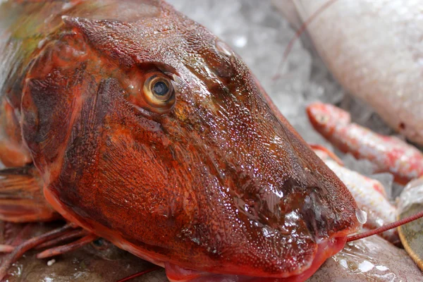 Pesce Gurnard rosso — Foto Stock