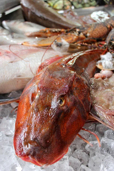 Červená gurnard ryby — Stock fotografie