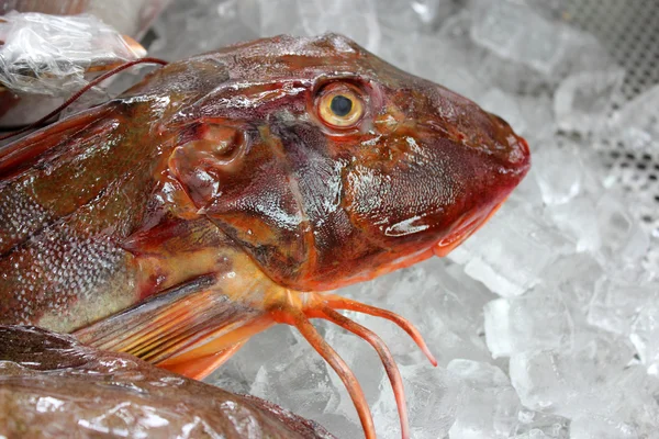 Piros morgóhal hal — Stock Fotó