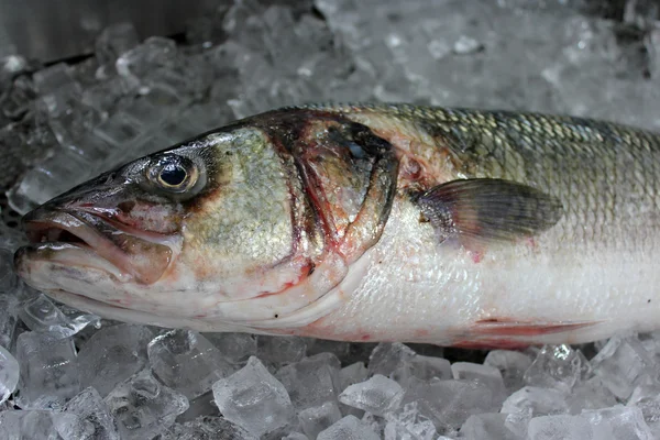 Big Sea Bass Fish — Stock Photo, Image