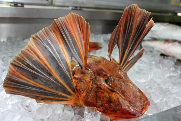 Морський півень червоний риби — стокове фото