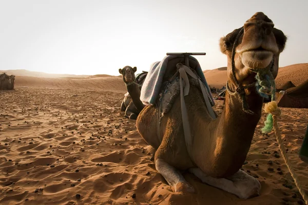 Camels in Erg Chebbi. — Stock Photo, Image