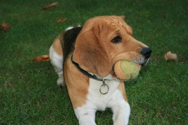 Beagle with ball. clipart