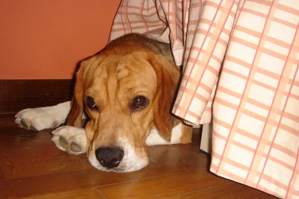 Przestraszony pies gończy — Zdjęcie stockowe