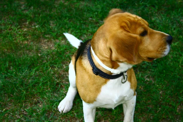 Beagle en acción —  Fotos de Stock