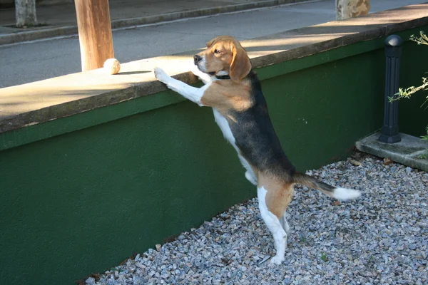 Beagle de pie —  Fotos de Stock