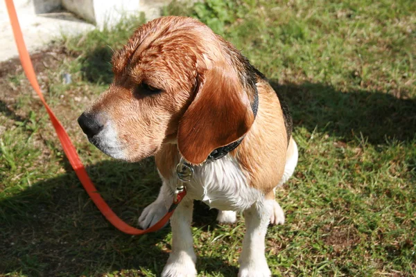 Beagle bagnato — Foto Stock
