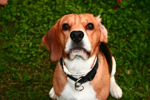Beagle listo para la acción . —  Fotos de Stock