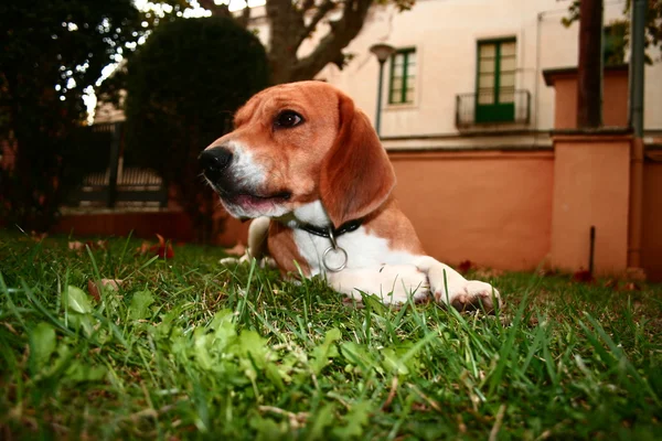 Colocación de Beagle —  Fotos de Stock
