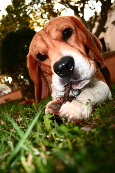 Beagle giocare con bastone . — Foto Stock